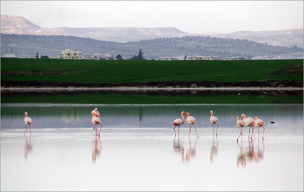 flamingo-larnaca.jpg