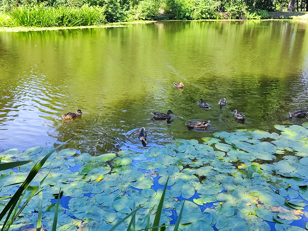 Паневежис